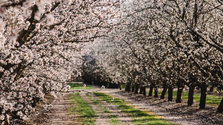 White blooming trees during springtime in Modesto, California