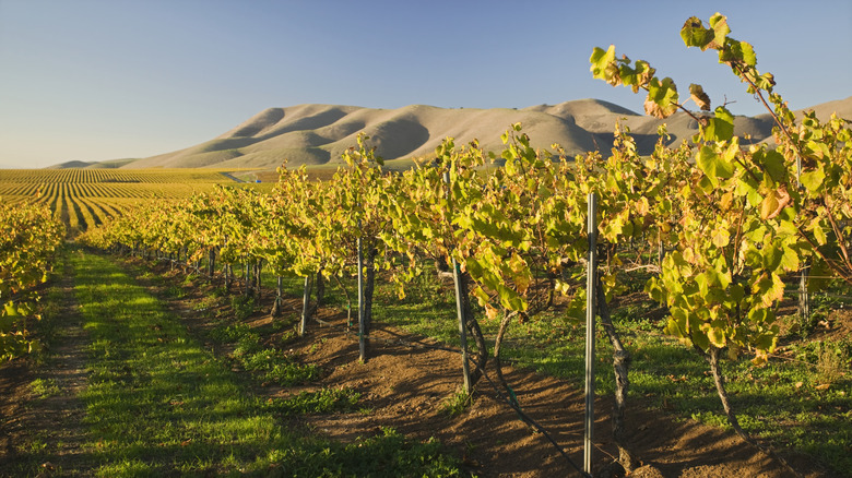 Vineyard in Santa Maria, California