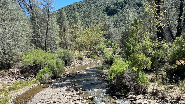 The Sisquoc River surrounded by trees in the San Rafael Wilderness, California