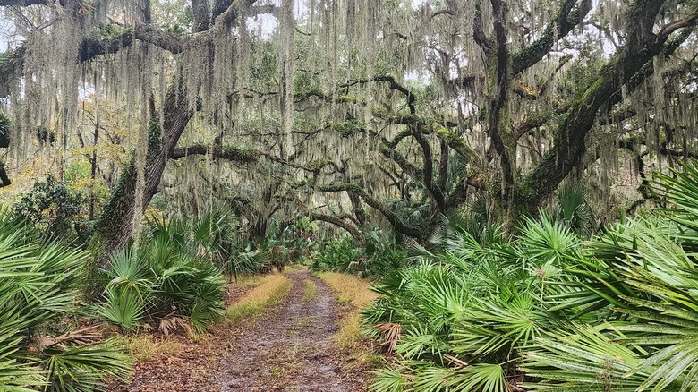 Trail at Blackbeard Island National Wildlife Refuge near Shellman Bluff, Georgia.