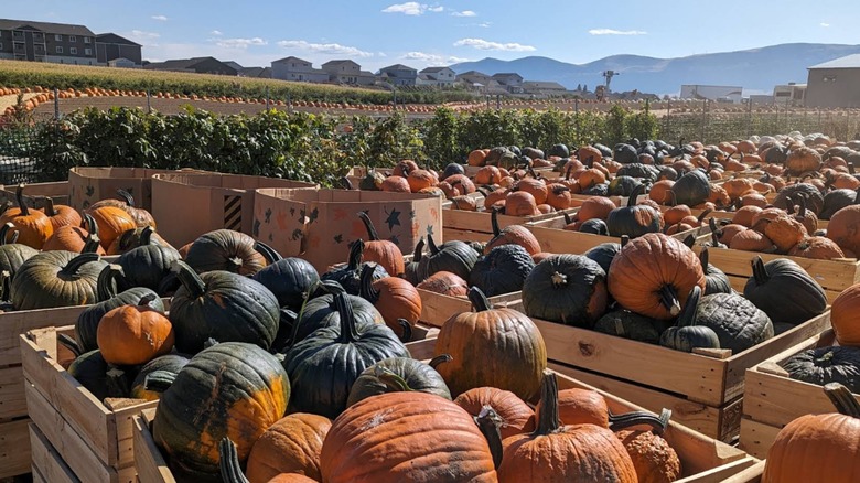 Boxes of pumpkins at Annie's Fun Farm in East Wenatchee