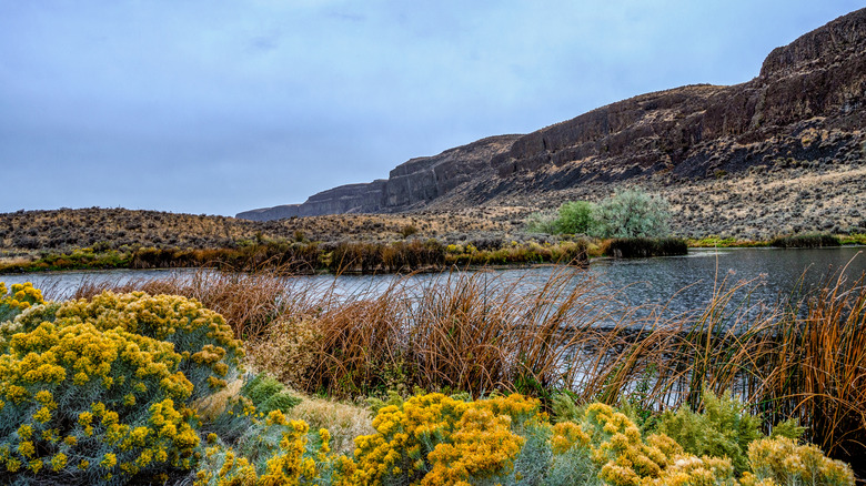 Wildflowers on the shore of Jameson Lake in Washington State