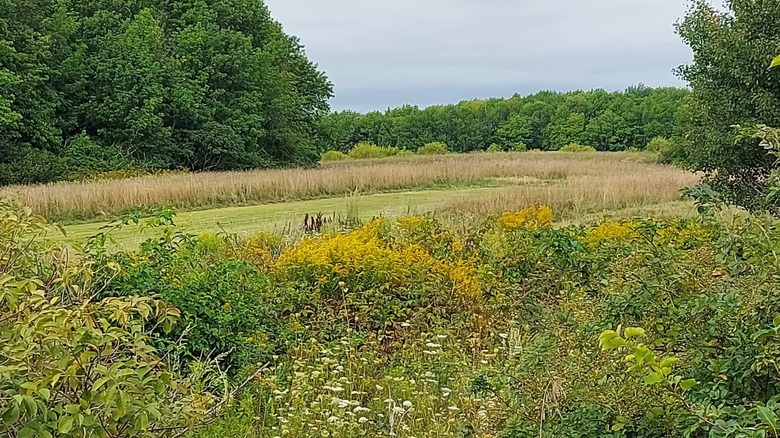 View of the High Ridge Wildlife Management Area and its green grass, fields, and trees