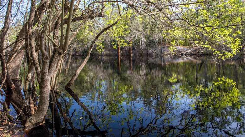 A river with overhanging trees and an almost clear reflection