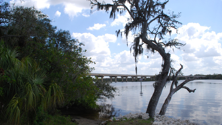 Trees near the water at Fort Hamer in Parrish, Florida.