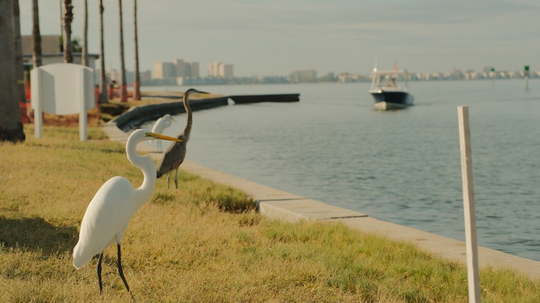 A white egret stands looking out toward the water near Clam Bayou Nature Park in Gulfport