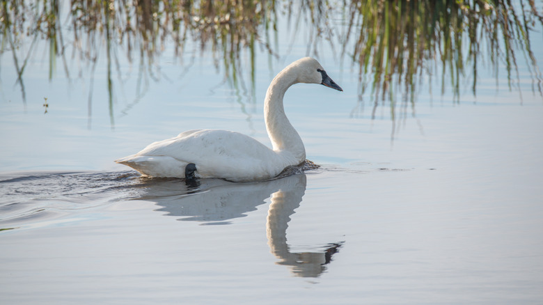 A white tundra swan swimming on the placid Lake Mattamuskeet.
