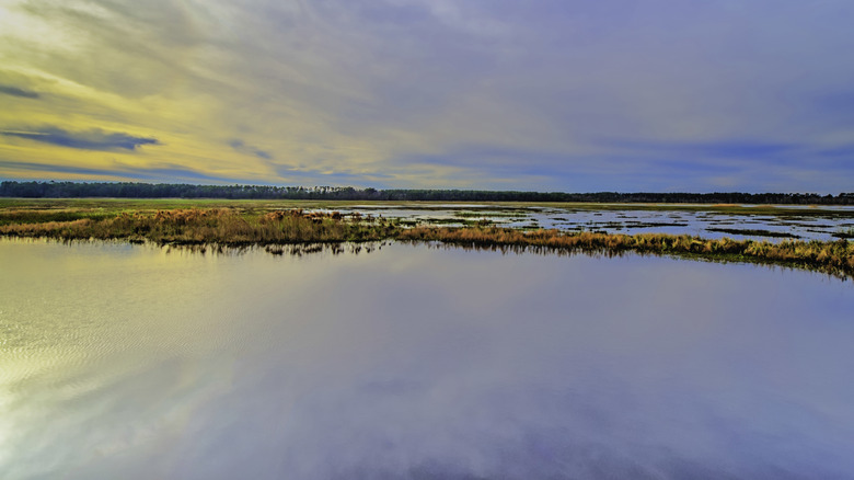 The placid surface of Lake Mattamuskeet on a cloudy day with sunlight on water plants and distant trees