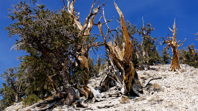 a grove of ancient bristlecone pine trees in the Ancient Bristlecone Pine Forest in California