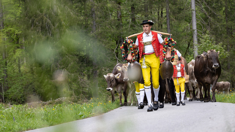 Man and child in traditional yellow and red Swiss costume lead cows through the forest