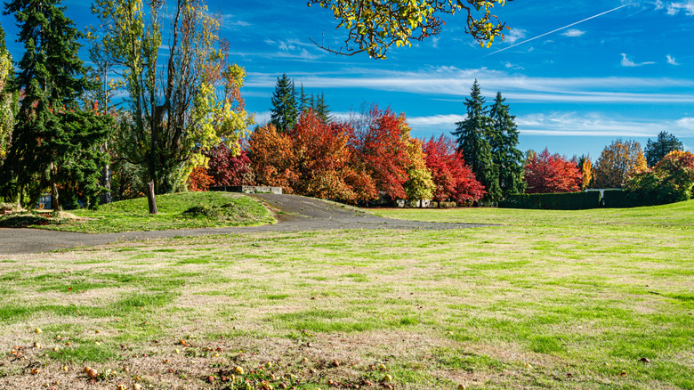 A landscape photo with autumn trees in Seatac, Washington.