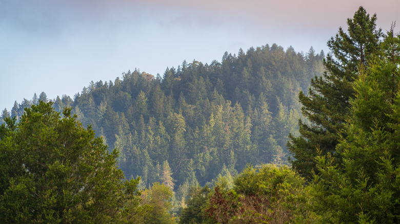 The forest-covered mountains of Henry Cowell Redwoods State Park