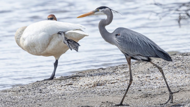 Blue herons fish in a stream at Magee Marsh Wildlife Beach