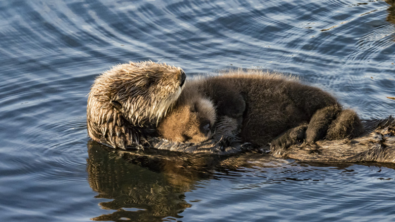 A mother sea otter float with a fuzzy baby sea otter on her chest.
