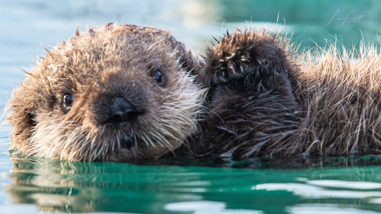 Baby sea otter looking at the camera