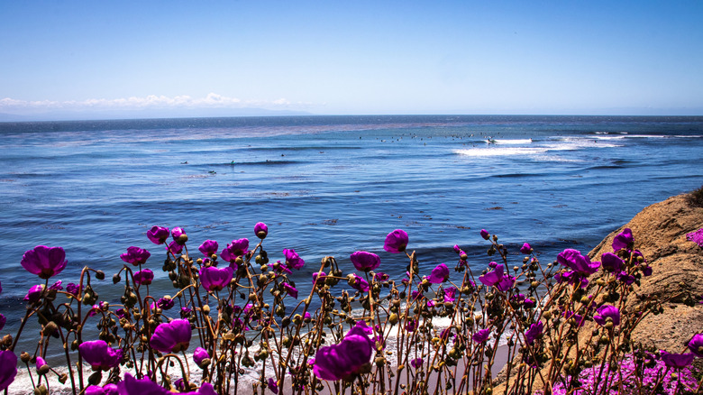 Purple flowers bloom on the cliffs overlooking surfers at Pleasure Point in Santa Cruz, California.