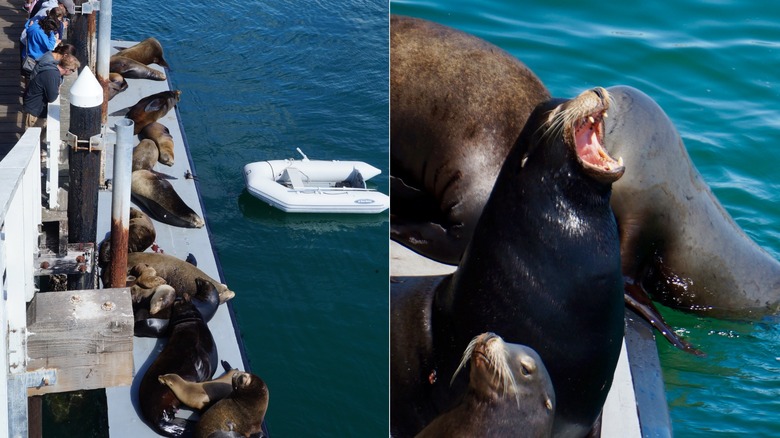 Sea lions lounging at the Santa Cruz Wharf