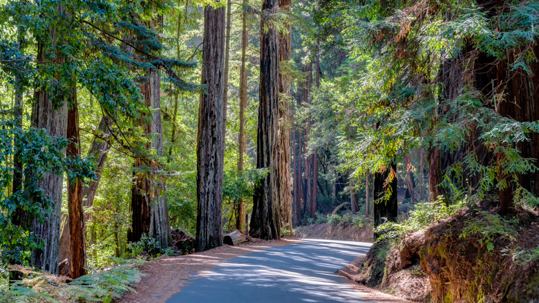 Highway through redwood forest in Santa Cruz, California