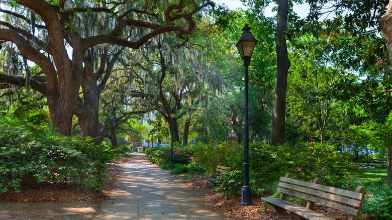 A walkway shrouded by trees at Forsyth Park