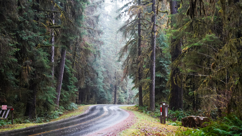 A curved road in Olympic National Park