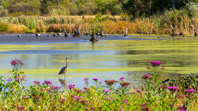 A great blue heron at the Indiana Dunes National Park
