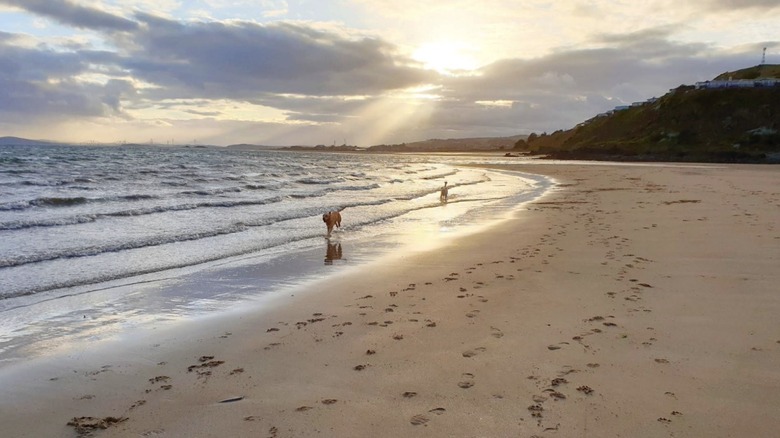 Two dogs run along Kinghorn Beach in Kinghorn under a partly cloudy sky with sun rays peaking through