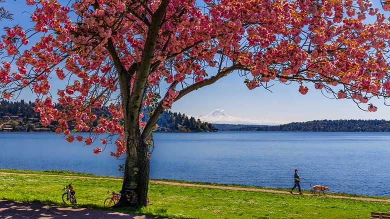 Cherry blossoms by Lake Washington in Columbia City