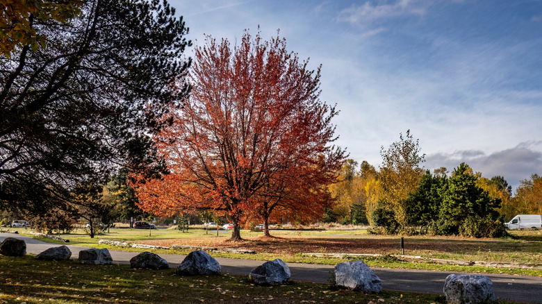 Autumn landscape at Magnuson Park in Seattle