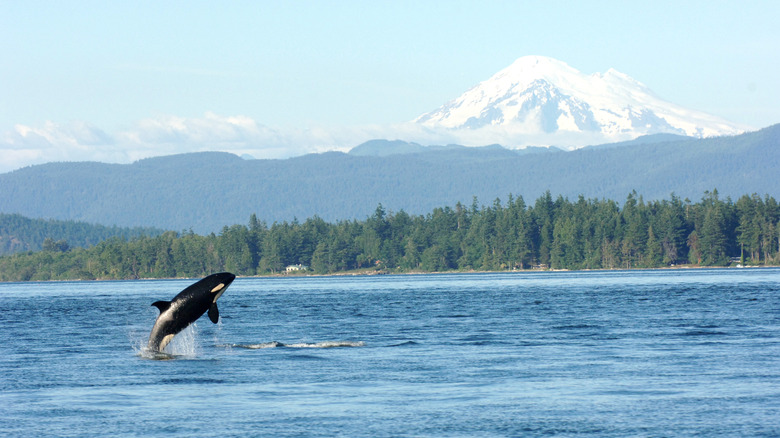 An orca jumping out of the water in Puget Sound