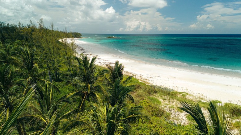 beach with dense palm tree and green foliage behind the shoreline, empty white sandy beach, and clear blue water in the distance