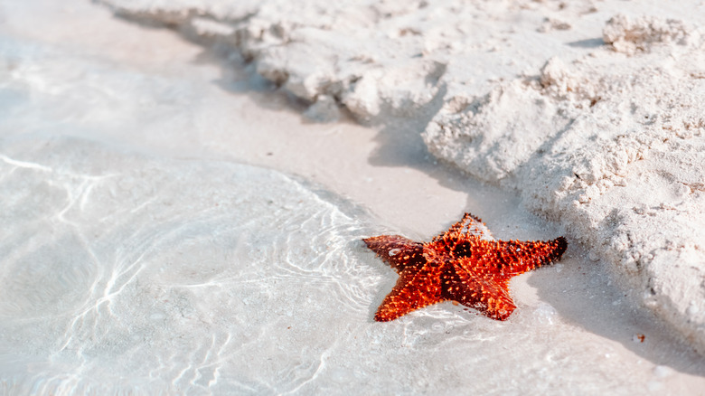 a bright red starfish sits partially submerged in water on white sands