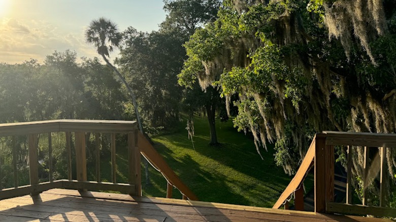View of trees with Spanish moss from an observation deck at sunset at Crystal River Archaeological State Park in Florida.