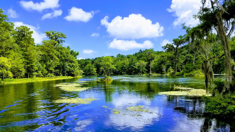 A green and blue swamp surrounded by luscious foliage with a blue sky at Edward Ball Wakulla Springs State Park.