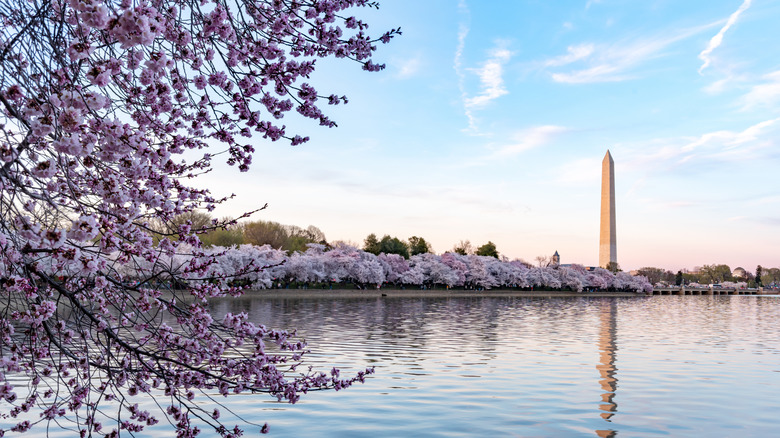 Cherry blossoms and the Washington Monument in Washington DC, USA