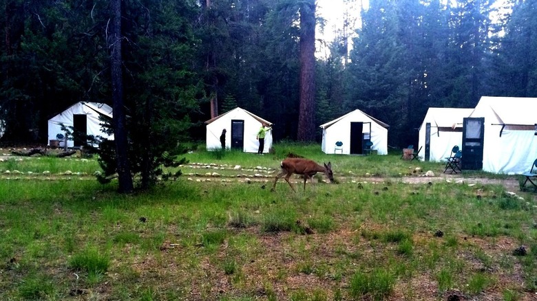A deer grazes in front of tent cabins at one of Yosemite's High Sierra Camps