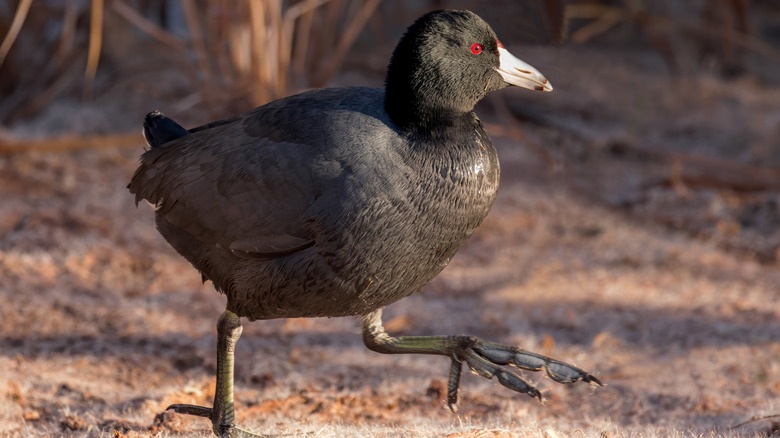 An American Coot in the wild at the Sedona Wetlands Preserve, Arizona