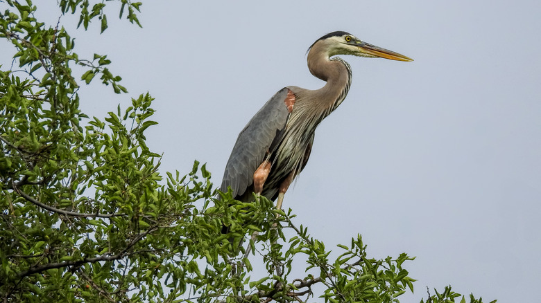 A blue heron in a tree in Sedona, AZ