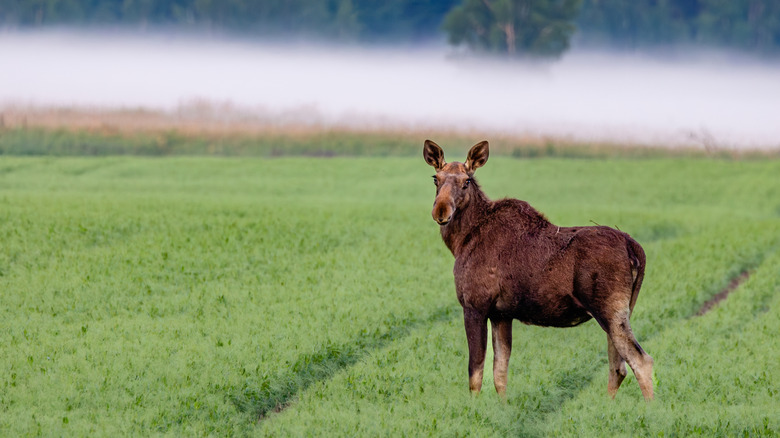 Moose standing in a field in Sweden