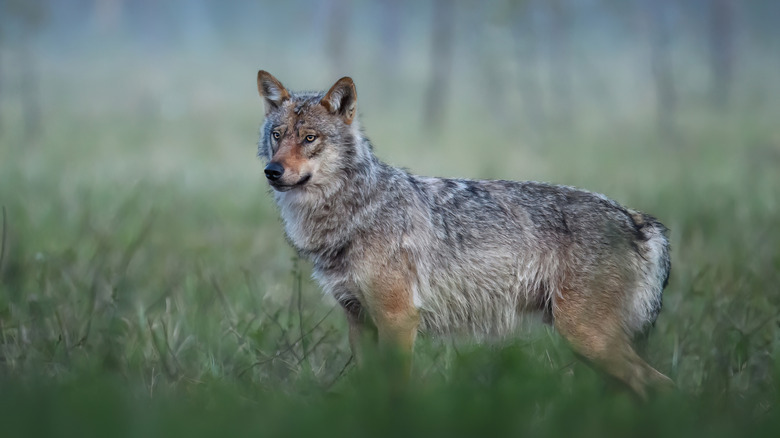Close up shot of a gray wolf