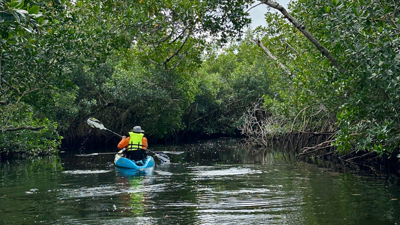 A person kayaking at Collier-Seminole State Park