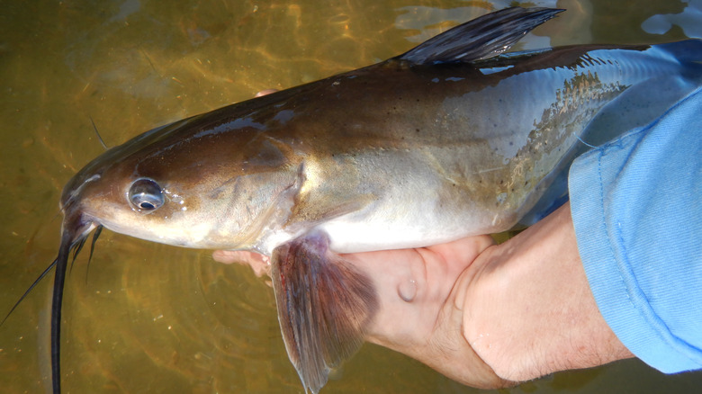 An angler holds a large channel catfish over the water