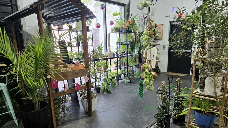 The Fizzy Fern is a coffee shop and horticulture shop all in one, located in Sellersville