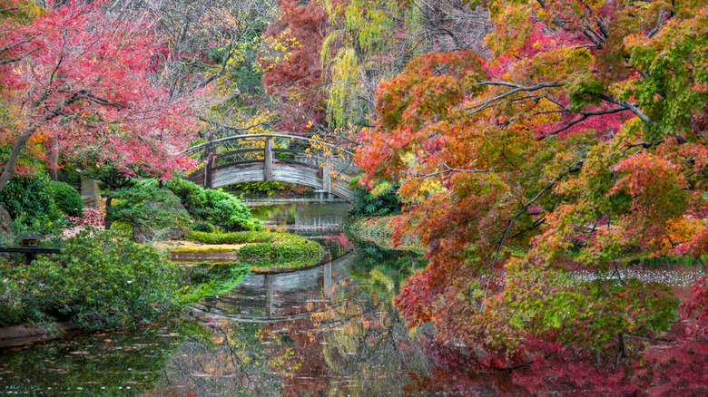 A wooden footbridge spans a waterway in a color-infused landscape of Fort Worth's Botanical Gardens
