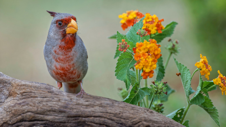 A bird perches on a branch next to yellow flowers