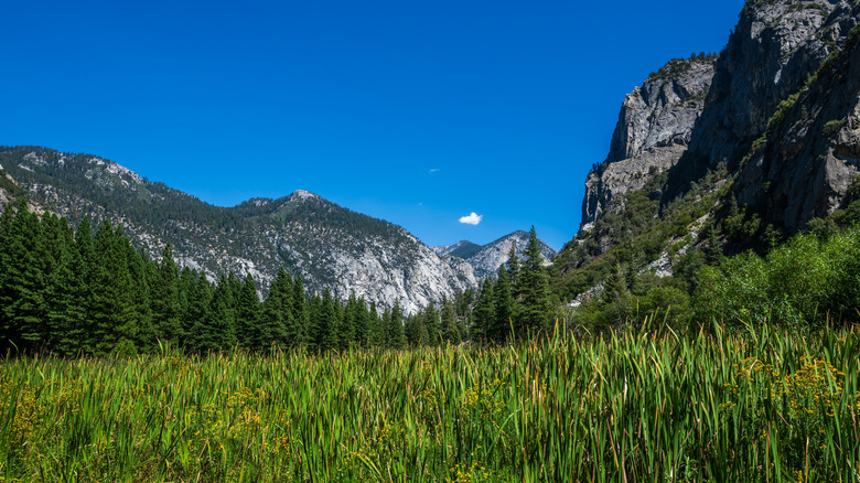 Zumwalt Meadow on a sunny day in Kings Canyon National Park
