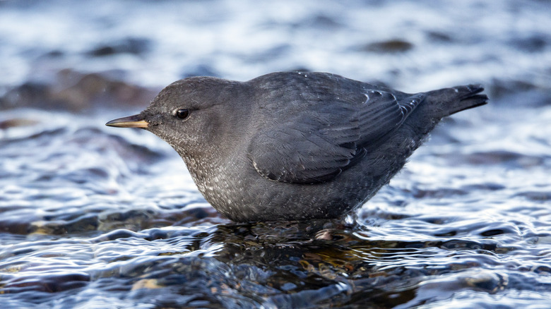 An American dipper hunts for insects or fish in a stream.