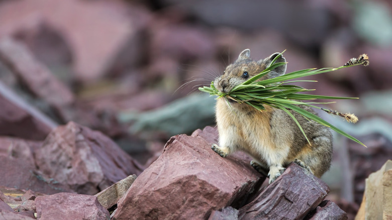 An American pika gathering grass and flowers for its winter haystack.