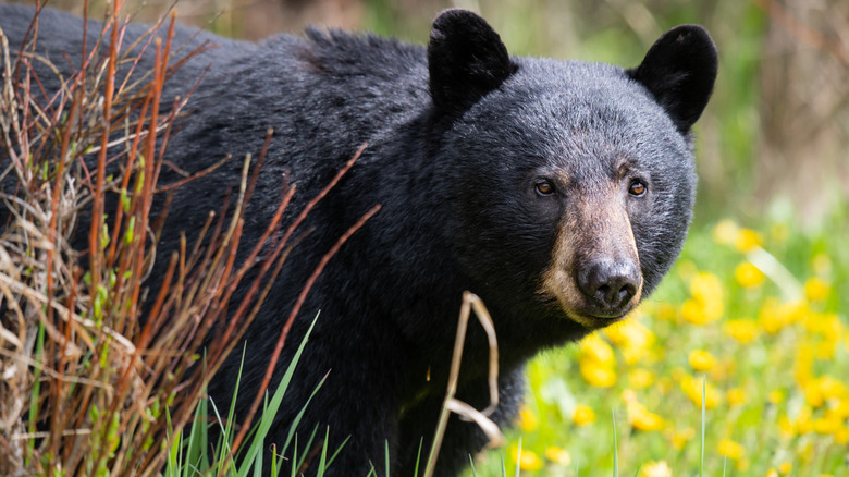 A black bear in a meadow filled with yellow flowers.