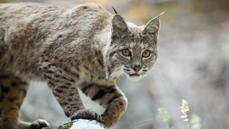 A bobcat hunts for prey in a field.
