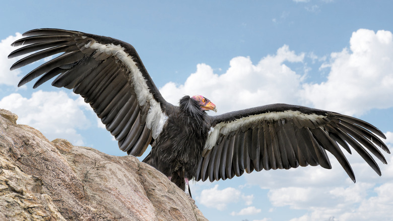 A California condo opens its wings on a rock.